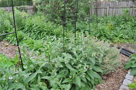 Chicken Friendly Plants .